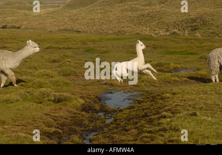 Alpaca la madre e il bambino base del vulcano Cotopaxi Andes Ecuador America del Sud Foto Stock