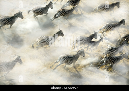 Vista aerea della Zebra mandria esecuzione di Okavango Delta Botswana