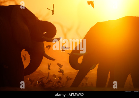Gli elefanti africani combattimenti a sunrise Savuti Botswana Foto Stock