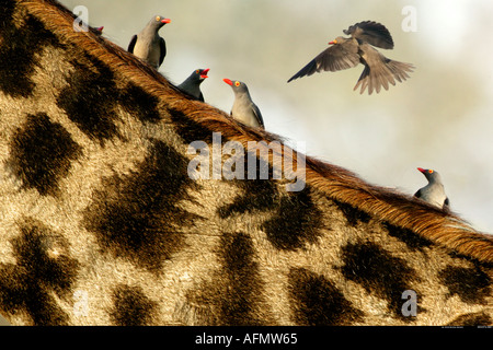 Rosso oxpeckers fatturati e giraffe Khwai Botswana Foto Stock