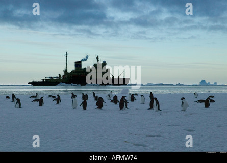 Adelie pinguini con attività rompighiaccio in background Cape Adare Antartide Foto Stock