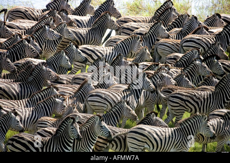 Mandria di zebre Okavango Botswana Foto Stock