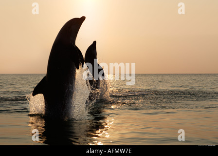 Silhouette di due delfini tursiopi saltando al tramonto Honduras Foto Stock