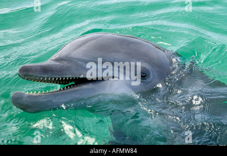 Close up di un delfino maggiore Honduras Foto Stock