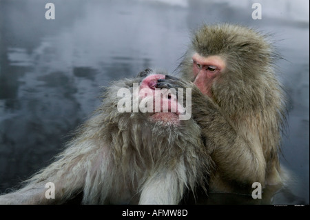 Neve scimmie Jigokudani grooming Parco Nazionale del Giappone Foto Stock