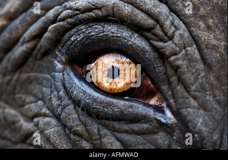 Ravvicinata di un occhio di un elefante indiano Jaipur India Foto Stock