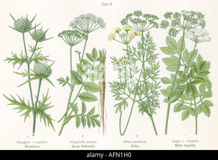Botanica, quattro illustrazioni, Field Eryngo (Eryngium campestre), Greater Burnet Saxifrage (Pimpinella magna), Silaus pratensis, Wild Angelica (Angelica silvestris), circa 1914, Foto Stock