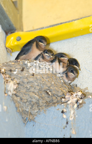 Madre Barn Swallow porta il cibo alla sua nidiata di 5 bambini Foto Stock