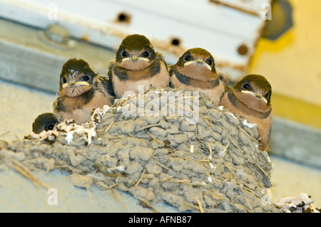 Madre Barn Swallow porta il cibo alla sua nidiata di 5 bambini Foto Stock