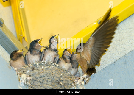 Madre Barn Swallow porta il cibo alla sua nidiata di 5 bambini Foto Stock