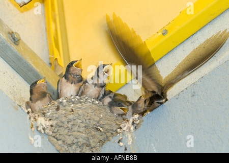 Madre Barn Swallow porta il cibo alla sua nidiata di 5 bambini Foto Stock