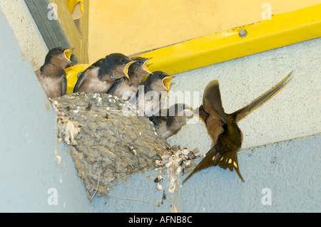 Madre Barn Swallow porta il cibo alla sua nidiata di 5 bambini Foto Stock