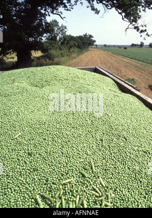 Raccolte pea raccolto nel rimorchio per trattore bin in campo di fattoria Foto Stock