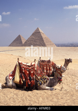 Giza vicino al Cairo due cammelli in posizione di riposo con due piramidi al di là Foto Stock