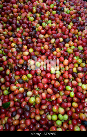 Raccolte di materie, verde i chicchi di caffè in attesa di essere elaborati Foto Stock