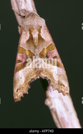 Sfumature di angolo di Tarma (Phlogophora meticulosa, della famiglia Noctudae, sotto famiglia Amphipyrinae). Foto Stock