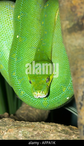 Green Tree Python, Queensland, Australia Foto Stock