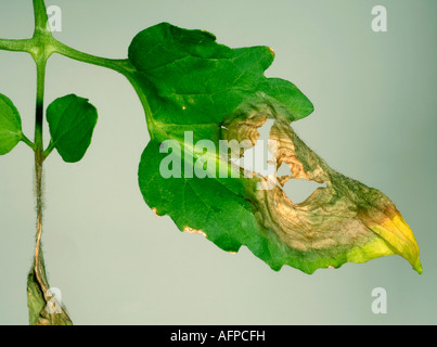 La muffa grigia Botrytis cinerea necrosi e il micelio a fine stagione la foglia di pomodoro Foto Stock