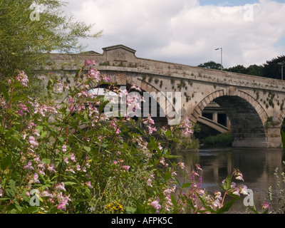 L'Himalayan Balsamina Impatiens grandulifera crescente accanto al fiume Severn in estate. Atcham Shropshire England Regno Unito Gran Bretagna Foto Stock