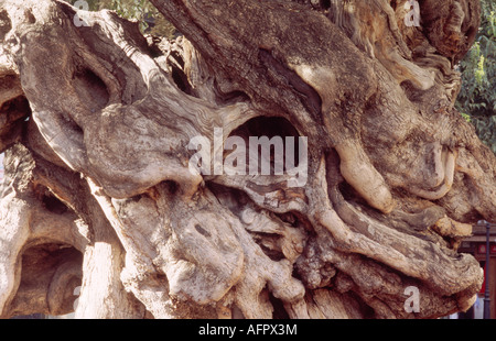 Nodose tronco dell'albero di oliva antico in piazza a Palma di Maiorca Foto Stock