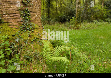 Woodstock giardini e Arboretum Inistioge Contea di Kilkenny Irlanda Foto Stock