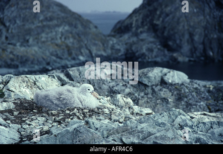 Il gigante del sud petrel chick vicino a Anvers Island Antartide Foto Stock