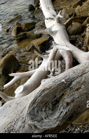 Driftwood on shore a Platanias beach Skiathos Foto Stock