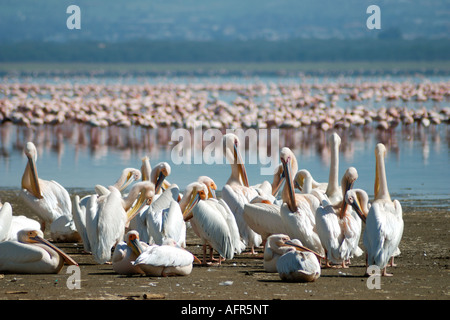 Pellicani bianchi toelettatura e preening stessi sulla riva del lago Nakuru Lake Nakuru National Park in Kenya Foto Stock