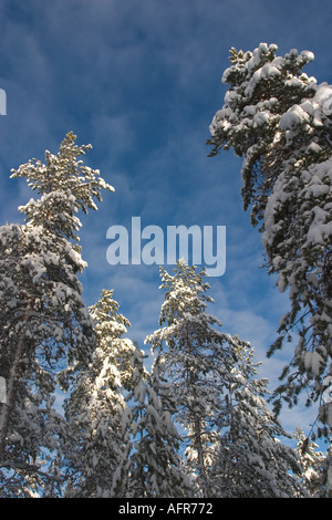 Cime innevate di pini finlandesi ( pinus sylvestris ) e cielo azzurro profondo , Finlandia Foto Stock