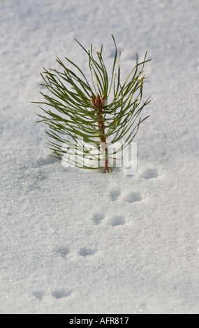 Piccole tracce di animali sulla neve oltre alla segatura di pino ( pinus sylvestris ) , Finlandia Foto Stock