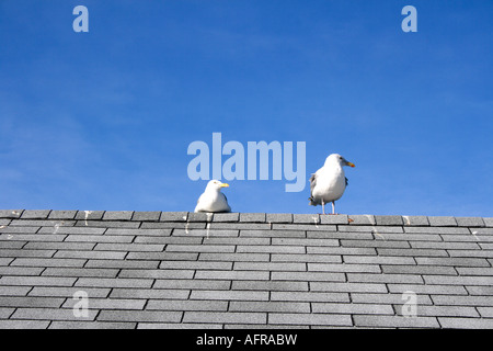 Nova Scotia, Canada, due gabbiani in piedi sul tetto. Foto di Willy Matheisl Foto Stock