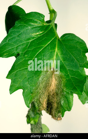 La muffa grigia Botrytis cinerea sul fondo di una foglia di pomodoro in ritardo nella stagione Foto Stock