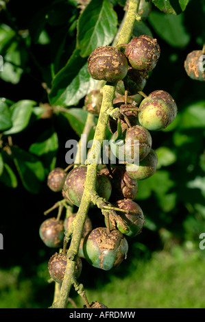 Prugna scab Fusicladum carpophilum frutti infetti e split scabbed Foto Stock