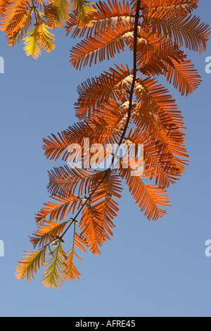 Metasequoia glyptostroboides Foto Stock