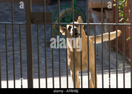 Cane che abbaia, la proprietà privata, Barolo, Piemonte, Italia Foto Stock