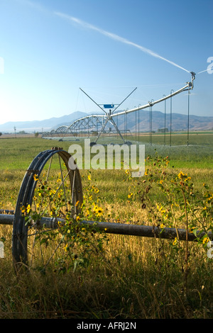 Il centro di rotazione di irrigazione di erba in campo agricolo, Nevada Foto Stock