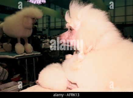 Bianco standard Poodle essendo pettinati pronte per essere mostrato il Crufts Dog Show con la femmina per il proprietario 1991 1990S UK HOMER SYKES Foto Stock