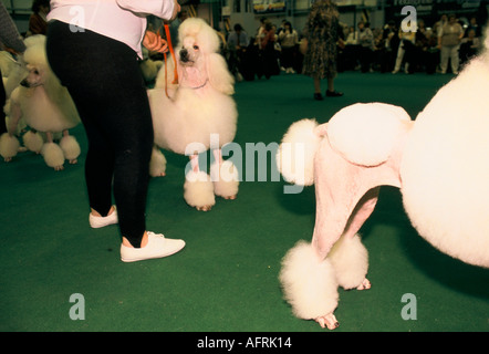 Il Crufts Dog Show degli anni novanta il National Exhibition Centre Birmingham REGNO UNITO. Bianco standard Poodle pronte per essere mostrata competitiva hobby HOMER SYKES Foto Stock