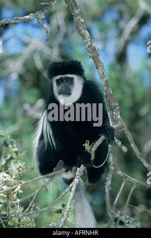 Eastern Black & White Colobus Monkey (Colobus guereza) selvatici, nel nord del Kenya, Africa orientale Foto Stock