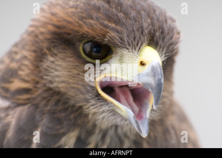 Close up ritratto di un falco di Harris unicinctus rapace Foto Stock