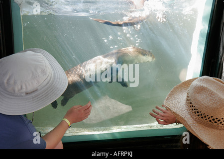 Indiana LaPorte County, Michigan City, Washington Park Zoo, lontra gigante, vista subacquea, IN070902019 Foto Stock