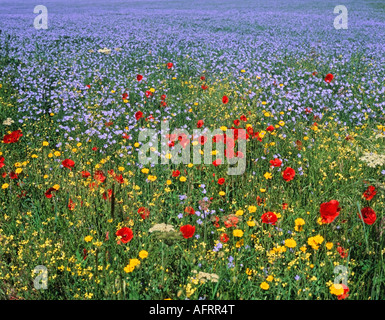 Campo di lino o semi di lino e di fiori selvaggi Norfolk Inghilterra Gran Bretagna Foto Stock