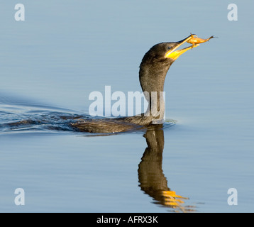 Neotropic cormorano Phalacrocorax brasilianus Pantanal Brasile Foto Stock