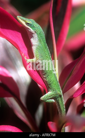 Anolis verde Foto Stock