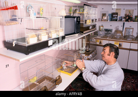 Barry Cross, proprietario dell'hotel Budgie. Controllo, cura della registrazione budgerigar e delle cartelle cliniche Scunthorpe Lincolnshire 1990s 1994 UK HOMER SYKES Foto Stock