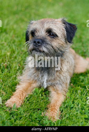 Inglese border terrier rilassante nell'erba su un giorno di estate Foto Stock