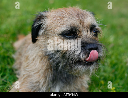 Inglese border terrier leccare il suo naso nell'erba su un giorno di estate Foto Stock