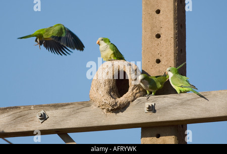 Parrocchetti Monaco Myiopsitta monachus Pantanal Brasile Foto Stock