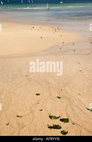 Mare gabbiani sul floccaggio beacht a St Ives in Cornovaglia Foto Stock