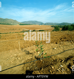 Giovani alberi di arancio in appena piantata orchard alimentate dalle tubazioni di fertirrigazione Spagna Foto Stock